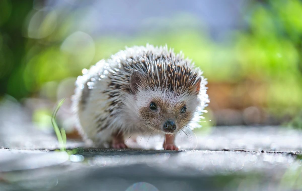 La protection des animaux en France : un cadre légal en constante évolution